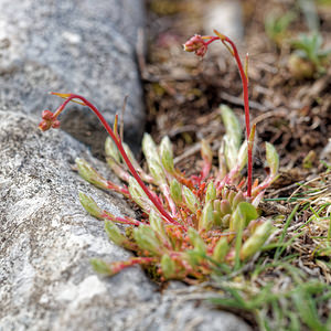 Saxifraga conifera (Saxifragaceae)  - Saxifrage à cônes Liebana [Espagne] 23/05/2018 - 1880m
