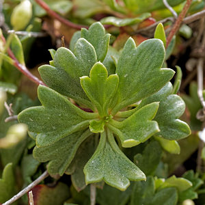 Saxifraga cuneata (Saxifragaceae)  - Saxifrage à feuilles en coin Palencia [Espagne] 23/05/2018 - 910m