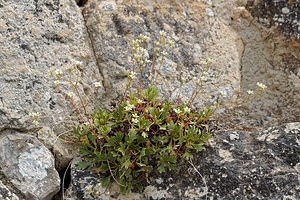 Saxifraga cuneata (Saxifragaceae)  - Saxifrage à feuilles en coin Palencia [Espagne] 23/05/2018 - 910m