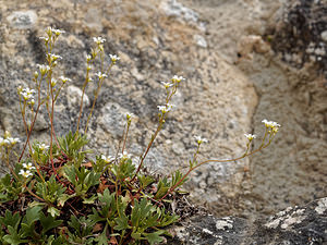 Saxifraga cuneata (Saxifragaceae)  - Saxifrage à feuilles en coin Palencia [Espagne] 23/05/2018 - 910m