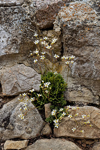 Saxifraga cuneata (Saxifragaceae)  - Saxifrage à feuilles en coin Palencia [Espagne] 23/05/2018 - 910m