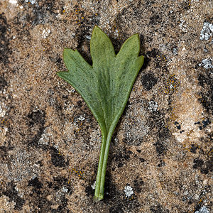 Saxifraga cuneata (Saxifragaceae)  - Saxifrage à feuilles en coin Palencia [Espagne] 23/05/2018 - 910m