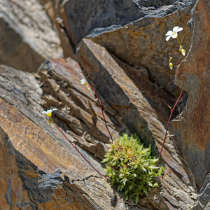 Saxifraga fragosoi (Saxifragaceae)  - Saxifrage de Fragoso, Saxifrage continentale Leon [Espagne] 22/05/2018 - 1320m