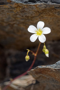 Saxifraga fragosoi (Saxifragaceae)  - Saxifrage de Fragoso, Saxifrage continentale Leon [Espagne] 22/05/2018 - 1320m
