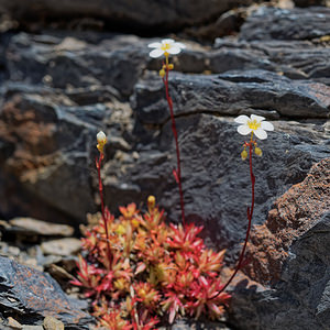 Saxifraga fragosoi (Saxifragaceae)  - Saxifrage de Fragoso, Saxifrage continentale Leon [Espagne] 22/05/2018 - 1320m