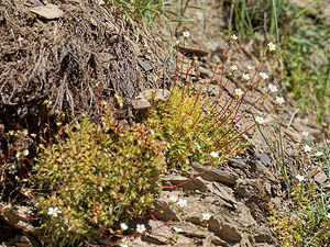 Saxifraga fragosoi (Saxifragaceae)  - Saxifrage de Fragoso, Saxifrage continentale Leon [Espagne] 22/05/2018 - 1330m