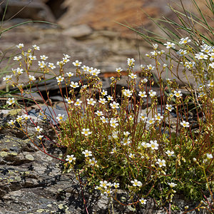 Saxifraga fragosoi (Saxifragaceae)  - Saxifrage de Fragoso, Saxifrage continentale Leon [Espagne] 22/05/2018 - 1330m