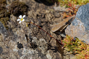 Saxifraga fragosoi (Saxifragaceae)  - Saxifrage de Fragoso, Saxifrage continentale Leon [Espagne] 22/05/2018 - 1330m