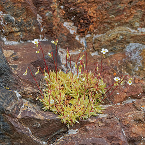 Saxifraga fragosoi (Saxifragaceae)  - Saxifrage de Fragoso, Saxifrage continentale Leon [Espagne] 22/05/2018 - 1240m