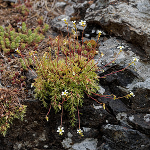 Saxifraga fragosoi (Saxifragaceae)  - Saxifrage de Fragoso, Saxifrage continentale Leon [Espagne] 22/05/2018 - 1240m
