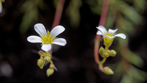 Saxifraga fragosoi (Saxifragaceae)  - Saxifrage de Fragoso, Saxifrage continentale Leon [Espagne] 22/05/2018 - 1240m