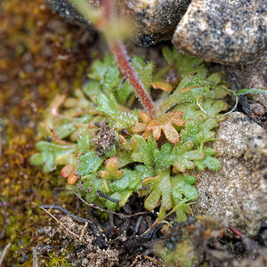 Saxifraga haenseleri (Saxifragaceae)  - Saxifrage de Haenseler Jaen [Espagne] 02/05/2018 - 1300m