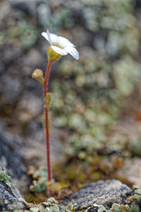 Saxifraga haenseleri (Saxifragaceae)  - Saxifrage de Haenseler Jaen [Espagne] 02/05/2018 - 1300m