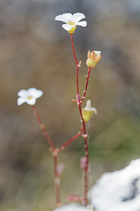 Saxifraga haenseleri (Saxifragaceae)  - Saxifrage de Haenseler Sierra de Cadix [Espagne] 09/05/2018 - 980m