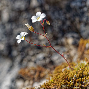 Saxifraga haenseleri (Saxifragaceae)  - Saxifrage de Haenseler Sierra de Cadix [Espagne] 09/05/2018 - 980m