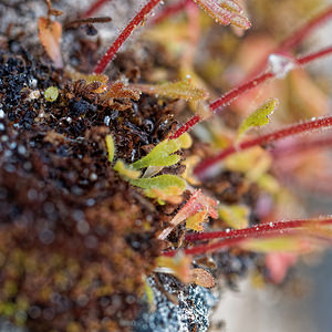 Saxifraga haenseleri (Saxifragaceae)  - Saxifrage de Haenseler Sierra de Cadix [Espagne] 09/05/2018 - 980m