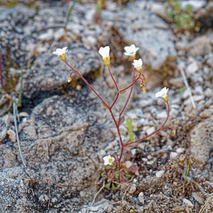 Saxifraga haenseleri (Saxifragaceae)  - Saxifrage de Haenseler Sierra de Cadix [Espagne] 09/05/2018 - 1170m