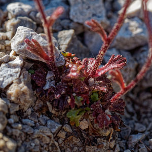 Saxifraga haenseleri (Saxifragaceae)  - Saxifrage de Haenseler Sierra de Cadix [Espagne] 09/05/2018 - 1160m