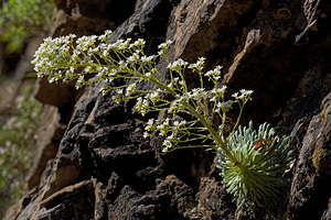 Saxifraga longifolia (Saxifragaceae)  - Saxifrage à feuilles longues, Saxifrage à longues feuilles Jacetanie [Espagne] 24/05/2018 - 630m