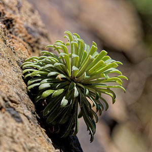 Saxifraga longifolia (Saxifragaceae)  - Saxifrage à feuilles longues, Saxifrage à longues feuilles Jacetanie [Espagne] 24/05/2018 - 630m
