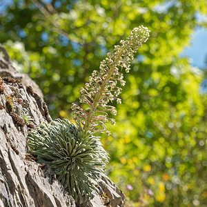 Saxifraga longifolia (Saxifragaceae)  - Saxifrage à feuilles longues, Saxifrage à longues feuilles Pirinioak / Pirineo [Espagne] 24/05/2018 - 830m