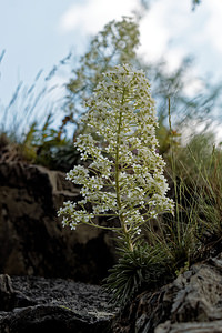 Saxifraga longifolia (Saxifragaceae)  - Saxifrage à feuilles longues, Saxifrage à longues feuilles Pyrenees-Atlantiques [France] 24/05/2018 - 490m