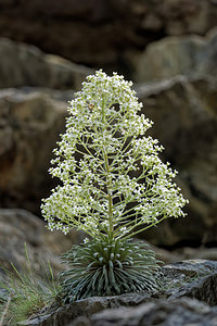 Saxifraga longifolia (Saxifragaceae)  - Saxifrage à feuilles longues, Saxifrage à longues feuilles Pyrenees-Atlantiques [France] 24/05/2018 - 500m