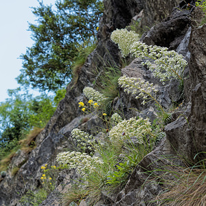 Saxifraga longifolia (Saxifragaceae)  - Saxifrage à feuilles longues, Saxifrage à longues feuilles Pyrenees-Atlantiques [France] 24/05/2018 - 500m
