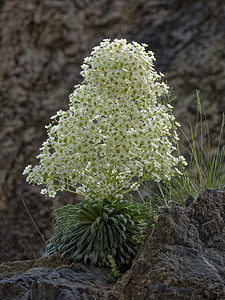 Saxifraga longifolia (Saxifragaceae)  - Saxifrage à feuilles longues, Saxifrage à longues feuilles Pyrenees-Atlantiques [France] 24/05/2018 - 510m