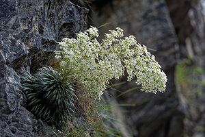 Saxifraga longifolia Saxifrage à feuilles longues, Saxifrage à longues feuilles