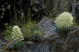 Saxifraga longifolia (Saxifragaceae)  - Saxifrage à feuilles longues, Saxifrage à longues feuilles Pyrenees-Atlantiques [France] 24/05/2018 - 490m