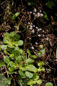 Saxifraga spathularis (Saxifragaceae)  - chou de Saint-Patrick Asturies [Espagne] 19/05/2018 - 790m