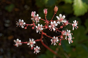 Saxifraga spathularis (Saxifragaceae)  - chou de Saint-Patrick Asturies [Espagne] 19/05/2018 - 790m