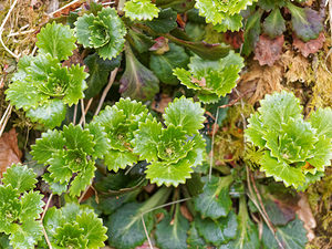 Saxifraga spathularis (Saxifragaceae)  - chou de Saint-Patrick Leon [Espagne] 21/05/2018 - 1290m