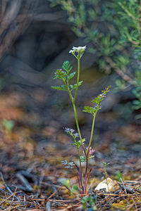 Scandix pecten-veneris (Apiaceae)  - Scandix peigne-de-Vénus - Shepherd's-needle Jaen [Espagne] 02/05/2018 - 750m