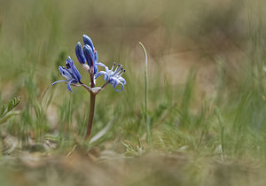 Scilla reverchonii (Asparagaceae)  - Jacinto de Cazorla Jaen [Espagne] 02/05/2018 - 1430m