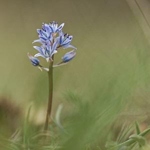 Scilla reverchonii (Asparagaceae)  - Jacinto de Cazorla Jaen [Espagne] 02/05/2018 - 1430m