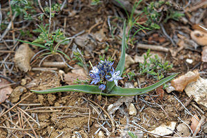 Scilla reverchonii (Asparagaceae)  - Jacinto de Cazorla Jaen [Espagne] 02/05/2018 - 1430m