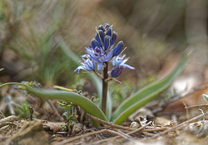 Scilla reverchonii (Asparagaceae)  - Jacinto de Cazorla Jaen [Espagne] 02/05/2018 - 1430m