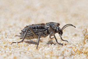 Sepidium bidentatum (Tenebrionidae)  - Sépidion bidenté El Condado [Espagne] 11/05/2018