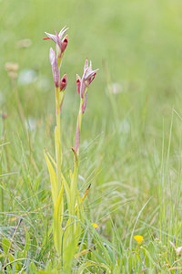 Serapias parviflora (Orchidaceae)  - Sérapias à petites fleurs - Small-flowered Tongue-orchid Sierra de Cadix [Espagne] 09/05/2018 - 820m