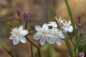 Simethis mattiazzii (Asphodelaceae)  - Siméthide de Mattiazzi, Simethis à feuilles aplaties, Siméthis de Mattiazzi, Siméthide à feuilles planes, Phalangère à feuilles planes - Kerry Lily Serrania de Ronda [Espagne] 10/05/2018 - 410m