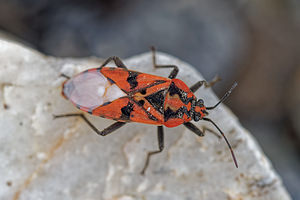 Spilostethus pandurus (Lygaeidae)  Almeria [Espagne] 04/05/2018 - 310m