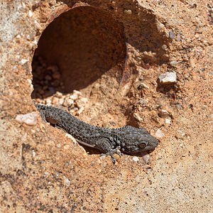 Tarentola mauritanica (Phyllodactylidae)  - Tarente de Maurétanie - Moorish Gecko Albacete [Espagne] 01/05/2018 - 540m