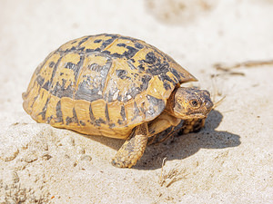 Testudo graeca (Testudinidae)  - Tortue mauresque, Tortue grecque - Spur-thighed Tortoise El Condado [Espagne] 11/05/2018 - 10m