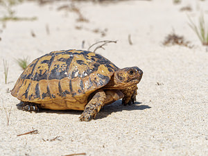 Testudo graeca (Testudinidae)  - Tortue mauresque, Tortue grecque - Spur-thighed Tortoise El Condado [Espagne] 11/05/2018 - 10m
