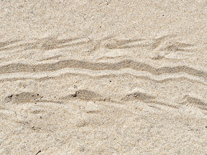 Testudo graeca (Testudinidae)  - Tortue mauresque, Tortue grecque - Spur-thighed Tortoise El Condado [Espagne] 11/05/2018 - 10mTraces laiss?es dans le sable