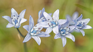 Tractema umbellata (Asparagaceae)  - Tractème en ombelle, Scille en ombelle Asturies [Espagne] 21/05/2018 - 1110m