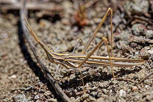 Truxalis nasuta (Acrididae)  Almeria [Espagne] 04/05/2018 - 20m