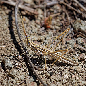 Truxalis nasuta (Acrididae)  Almeria [Espagne] 04/05/2018 - 20m